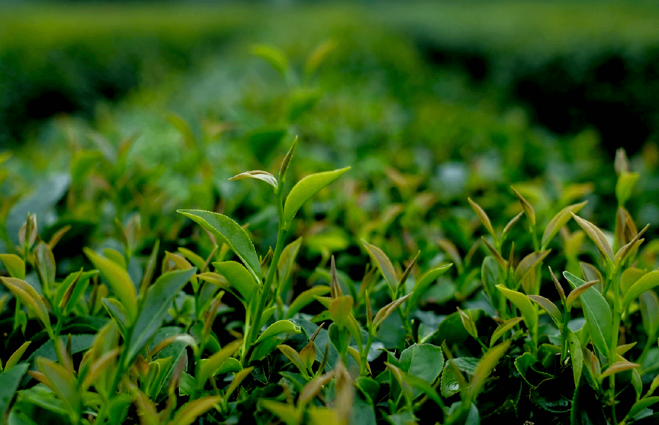 關於一合茶堂