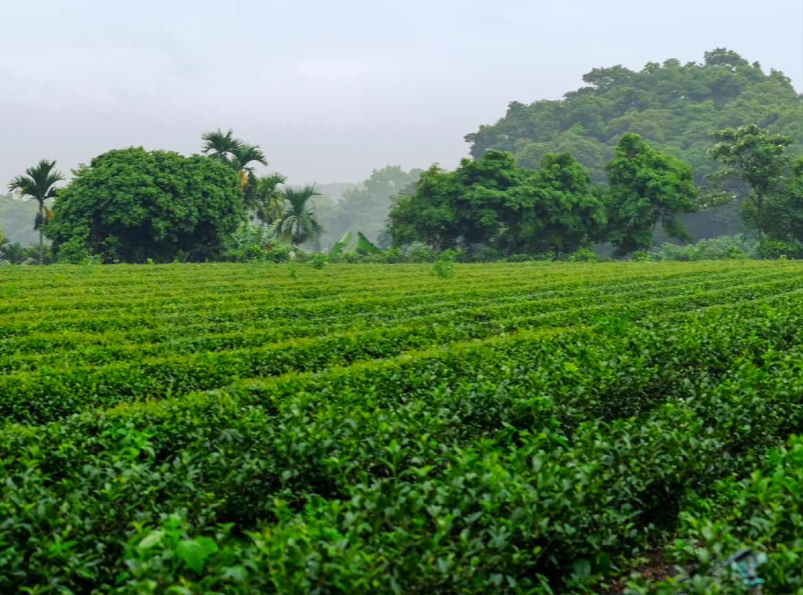 關於一合茶堂